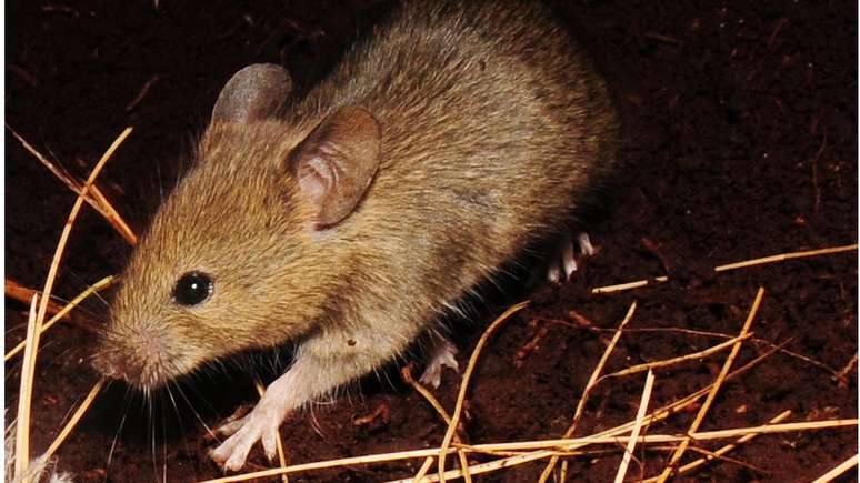 Um dos ratos que estão causando estragos na ilha de Gough