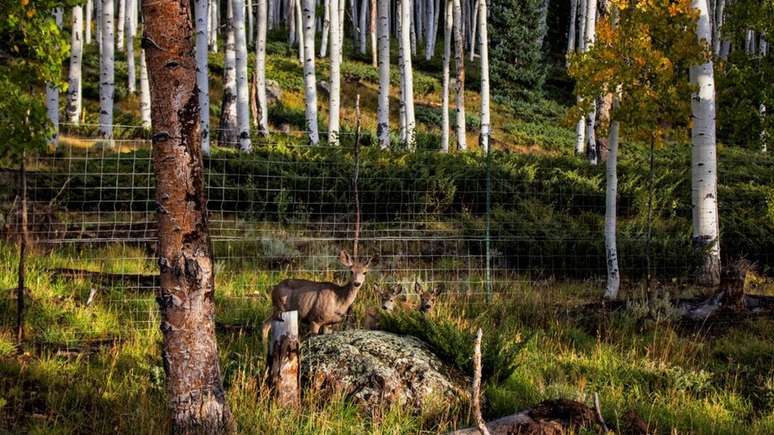 A presença de veados, cervos e vacas tem ajudado a diminuir o bosque Pando