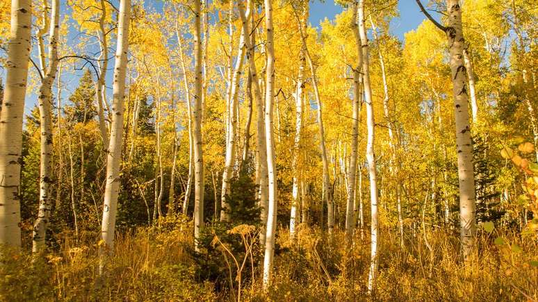 Nem elefante, nem baleia - o maior organismo vivo do mundo, na visão de alguns cientistas, é o bosque Pando