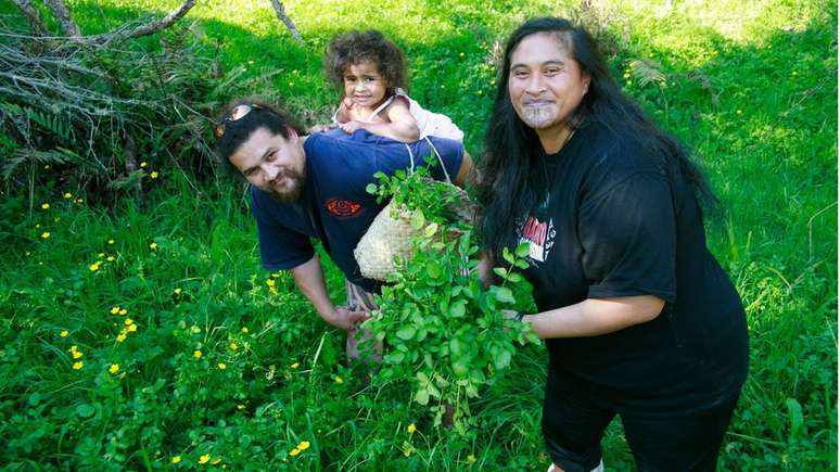 Na Nova Zelândia, a radula é usada historicamente como rongoã - a medicina tradicional maori, baseada nas propriedades de ervas