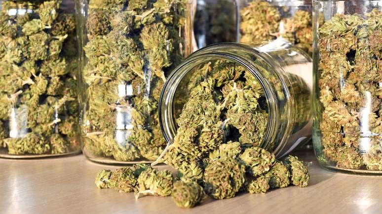 Cannabis: Pesquisador diz que provavelmente os efeitos recreativos da radula são menos fortes e vê nela mais aplicações medicinais