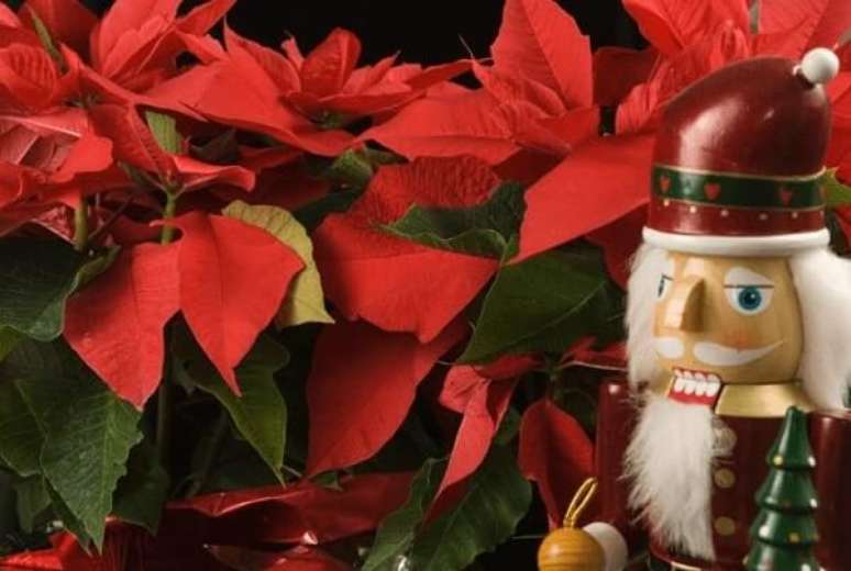 17- A flor de natal &eacute; uma tradicional decora&ccedil;&atilde;o das festas de fim de ano. Fonte: Getty Images