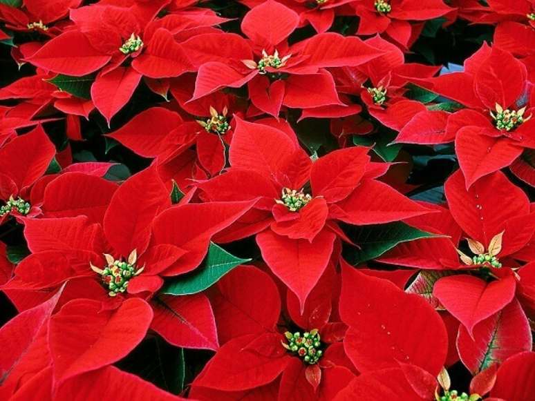 21- O vermelho da flor de natal &eacute; intenso e tem um grande apelo decorativo. Fonte: HM Jardins