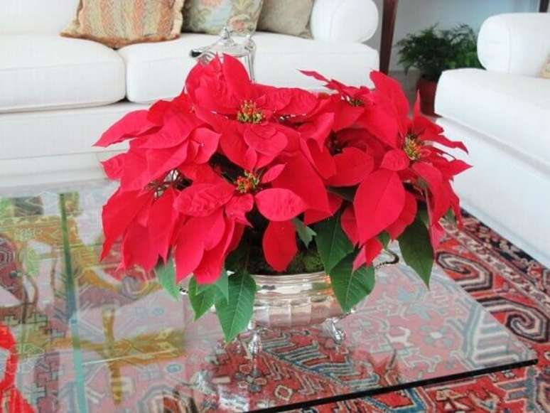 31- O cachepot de prata no centro da mesa tem arranjo com v&aacute;rios vasos de flor de natal. Fonte: Andrea Rudge