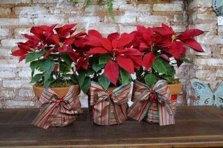 32- Os vasos de cerâmica com flor de natal foram enfeitados com fitas listradas na cor verde, vermelha e branca. Fonte: Assinatura Floral