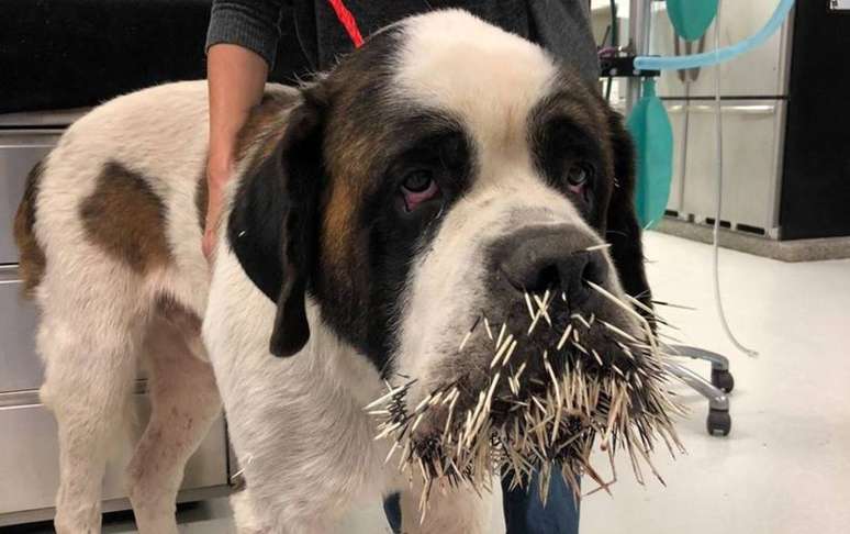 Cachorro após acidente com porco-espinho