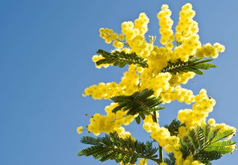 A acácia mimosa amarela não precisa do sol para saber que é hora de abrir ou fechar suas folhas
