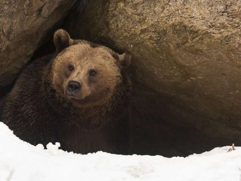 Muitos animais hibernam no inverno, época em que a temperatura é muito baixa e os alimentos se tornam escassos