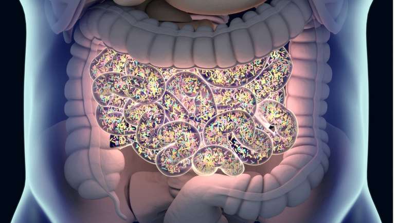 Os cientistas descobriram que os micr&oacute;bios nos intestinos dos mam&iacute;feros replicam os mesmos ecossistemas do planeta