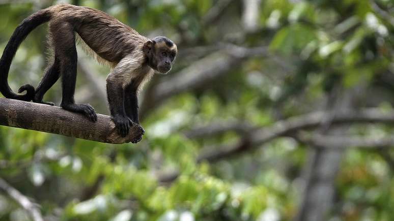 Declínio de vertebrados - mamíferos, peixes, aves, répteis e anfíbios - é uma das preocupações levantadas pelo relatório