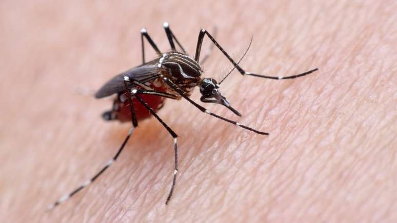 Atualmente, Zika é considerada doença endêmica e urbana no Brasil, transmitida apenas pelo mosquito Aedes aegypti