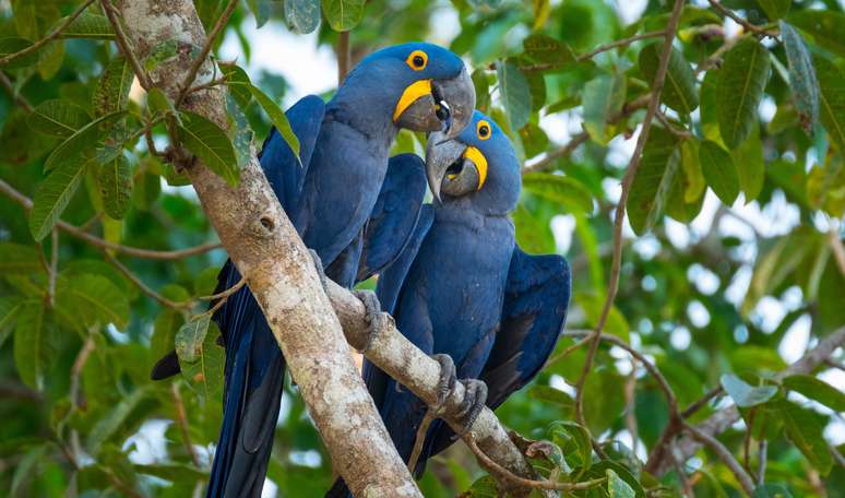 Natureza selvagem intocada é refúgio para milhares de espécies ameaçadas pelo desmatamento