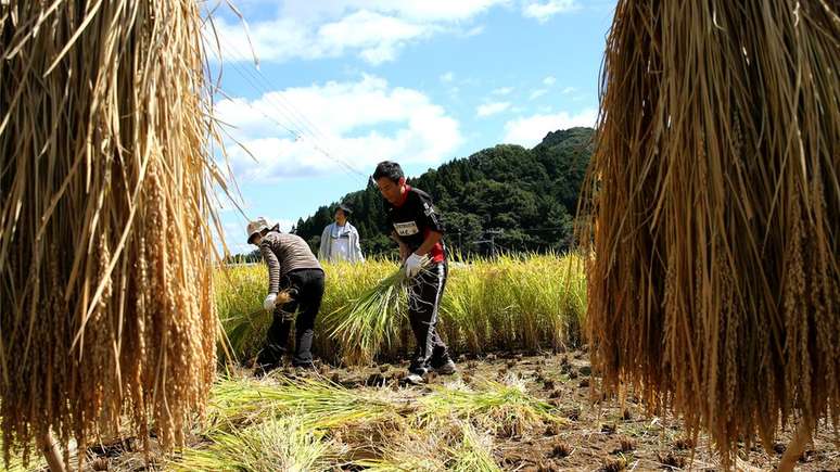 Medida ajudaria a aliviar problema de falta de mão-de-obra em setores como a agricultura