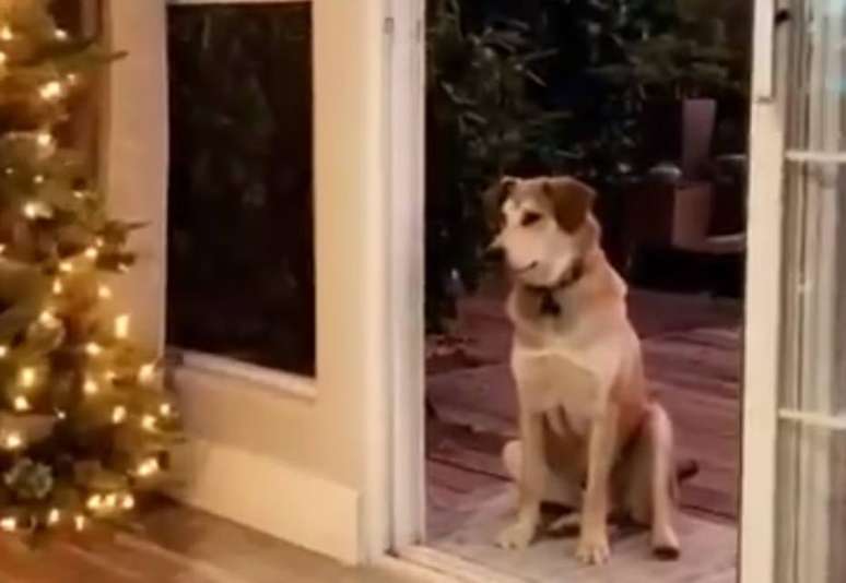 Cachorro sentado à porta da casa