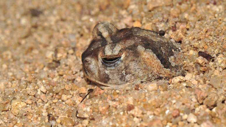 Na seca, para se defender da desidratação, os animais se enterram ou procuram micro-habitats com umidade e temperatura mais fria