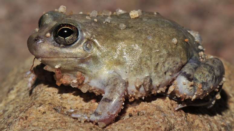 Sapo da espécie Pleurodema diploslister após fenômeno chamado estivação, que ocorre com anfíbios em desertos e onde água é escassa