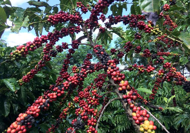 Pés de café robusta em São Gabriel da Palha, no Estado do Espírito Santo
02/05/2018
REUTERS/Jose Roberto Gomes 