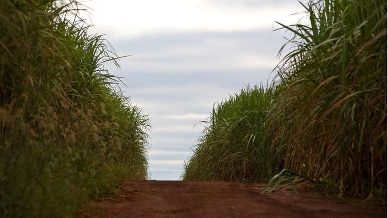 Empres&aacute;rio controlava a maior parte da &aacute;rea de cultivo do pa&iacute;s