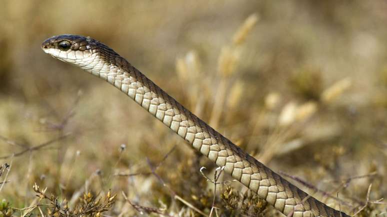 A cobra que matou o famoso herpetologista era uma boomslang