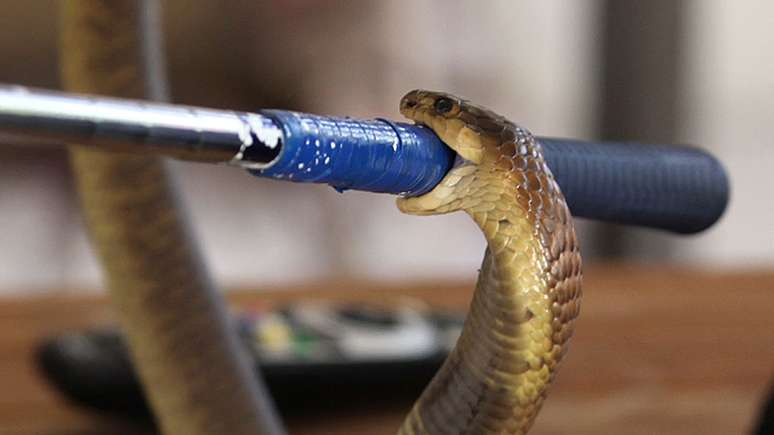 O veneno da boomslang gera uma série de pequenos coágulos e leva a vítima à morte por sangramento