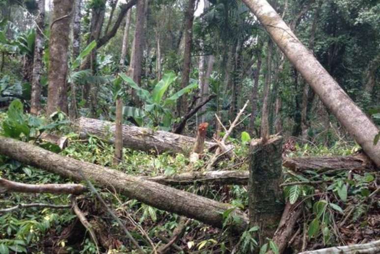 Derrubada aconteceu numa área em que os limites do parque se sobrepõem a uma fazenda de produção de bananas