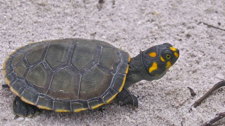 Conhecida como tartaruga-da-amazônia, a 'Podocnemis expansa' tem sobrevivido: 70 mil filhos nascem às margens do Rio Juruá