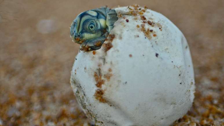 Estudo aponta cerca de 2.000 ninhos de tartaruga nas praias às margens do rio Juruá, na Amazônia