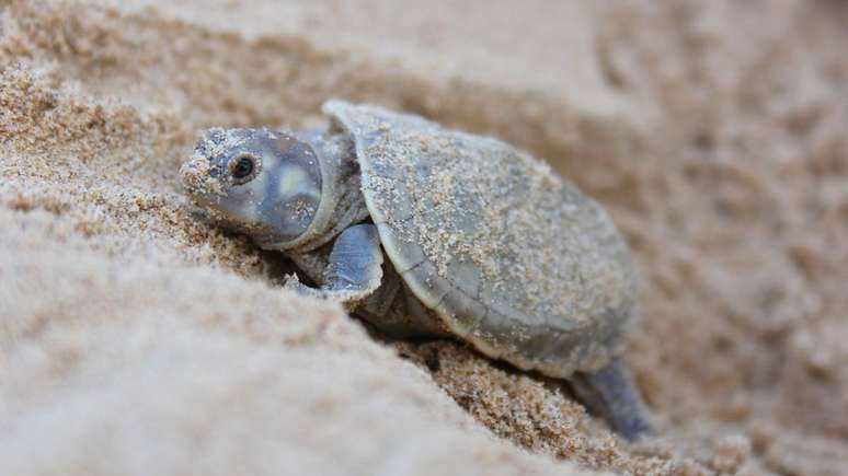 Os projetos de preservação são organizados por ONGs e pela autarquia federal Instituto Chico Mendes de Conservação da Biodiversidade