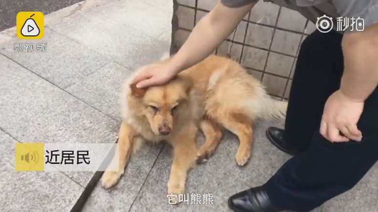 Xiongxiong esperava do lado de fora de uma estação de metrô pelo retorno de seu dono do trabalho