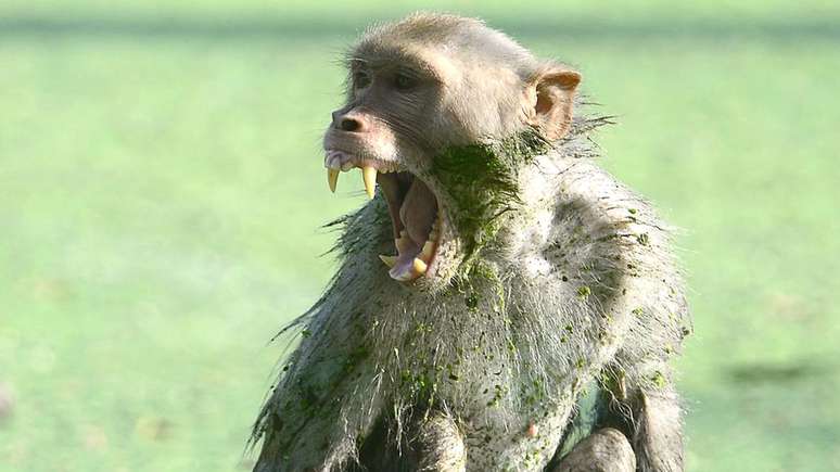 Os macacos enfrentam fortes pressões ambientais na Índia