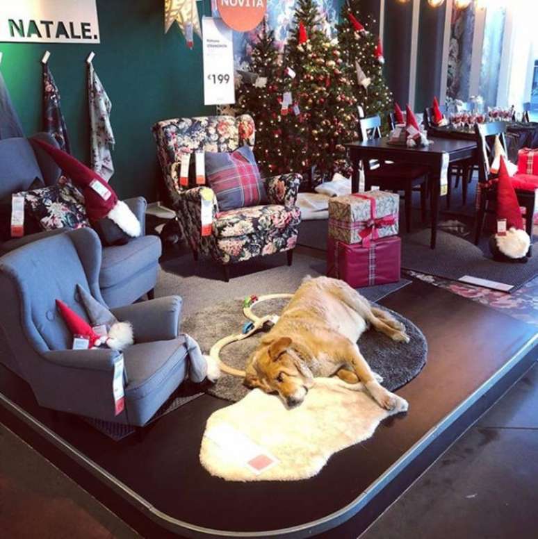 Protegido do frio, cão faz parte da exposição dos móveis na loja IKEA, na Itália.