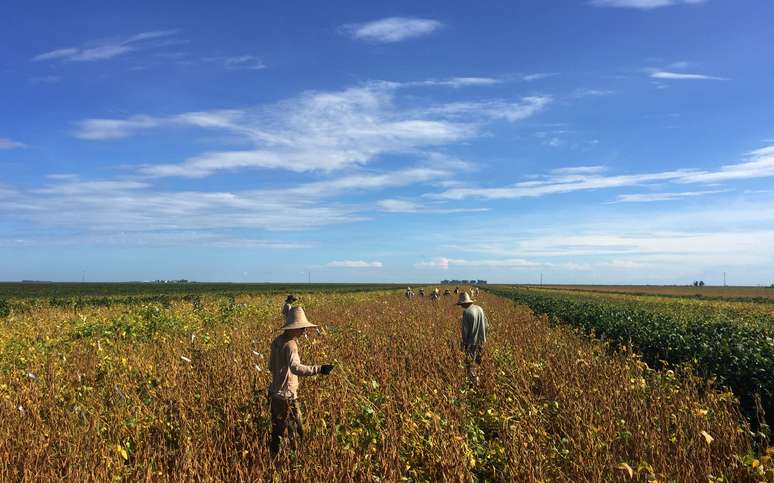 Trabalhadores em lavoura de soja em São Desidério, na Bahia
21/03/2018
REUTERS/Roberto Samora 