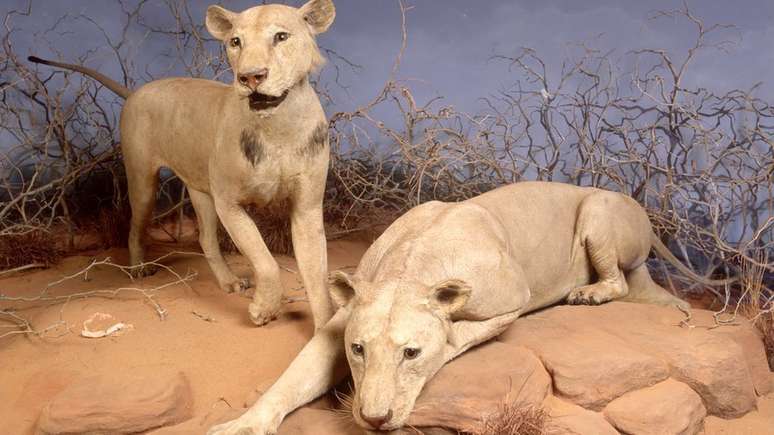 Leões empalhados estão em museu de Chicago. O governo do Quênia pede que eles sejam retornados ao país