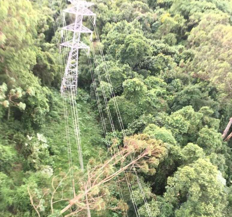 Eucalipto de mais de 15 metros de altura atingiu uma linha de subtransmissão da Eletropaulo e afetou o serviço de três subestações, causando interrupção do fornecimento de energia