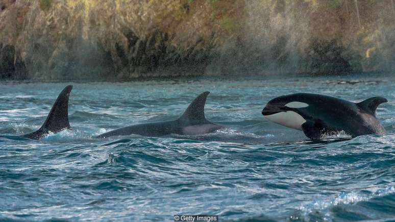 A orca está entre as poucas espécies de mamíferos que apresentam características de liderança feminina