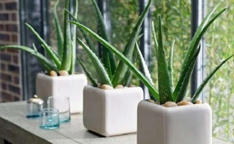 15- A babosa é uma das plantas para dentro de casa que tem um grande apelo ornamental. Fonte: Armário Orgânico