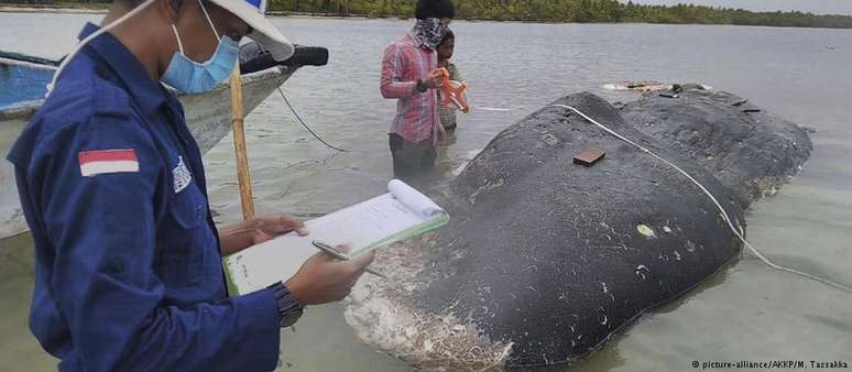 Cachalote encalhado na Indonésia tinha seis quilos de plástico no estômago