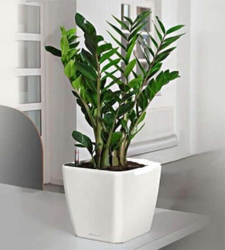 10- Uma das plantas para dentro de casa mais utilizadas são as folhagens ornamentais das zamioculcas. Fonte: Pinterest