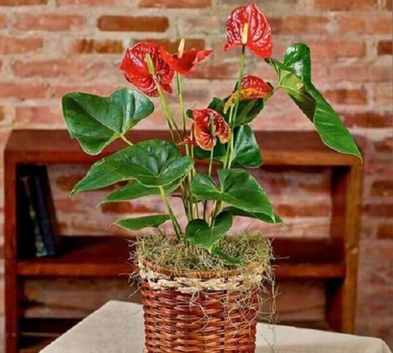11- O antúrio é uma das plantas para dentro de casa mais procuradas por causa de sua cor vermelha intensa. Fonte: Girassol Flores