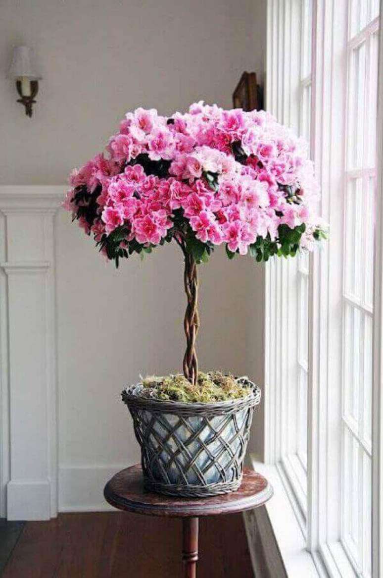 14- Uma das plantas para dentro de casa mais utilizada é a azaleia podada no estilo bonsai. Fonte: Pinterest