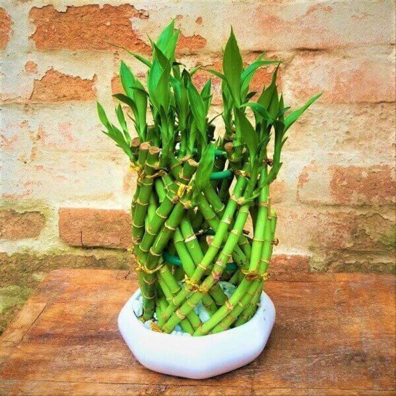 16- O bambu da sorte é uma das plantas para dentro de casa mais populares e resistentes. Fonte: Pinterest