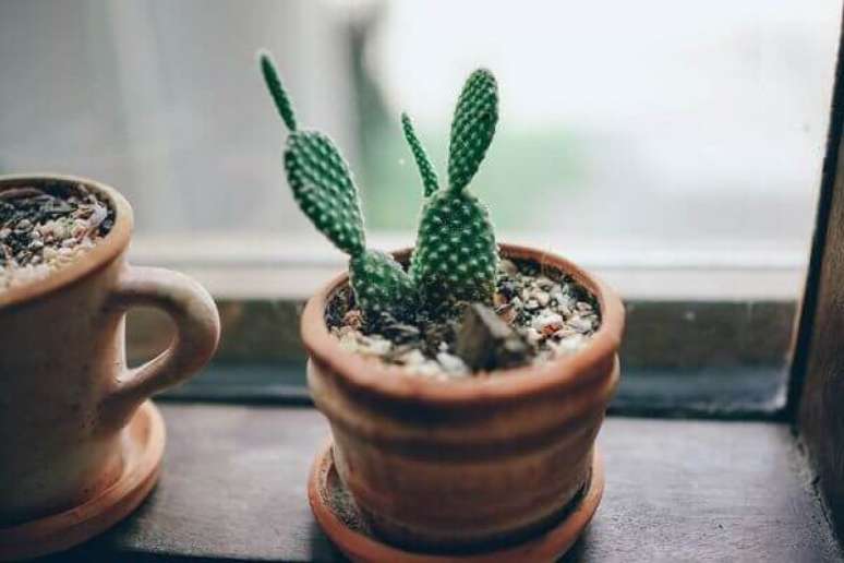 20- As plantas para dentro de casa como o cactus são conhecidas como “guardiões da casa”, pois simbolizam proteção e segurança. Fonte: Fancy Crave