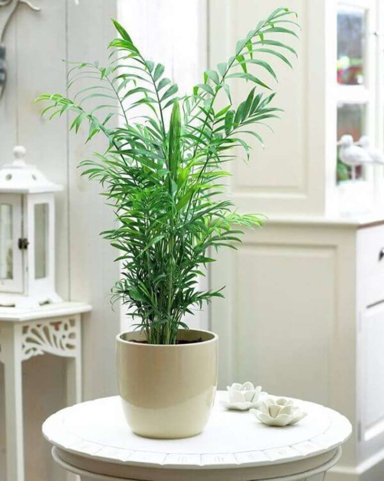 2- As plantas para sala como a Camedórea- Elegante podem ser colocadas em vasos ao lado de sofás ou até mesmo nos centros de mesas. Fonte: Hometeka