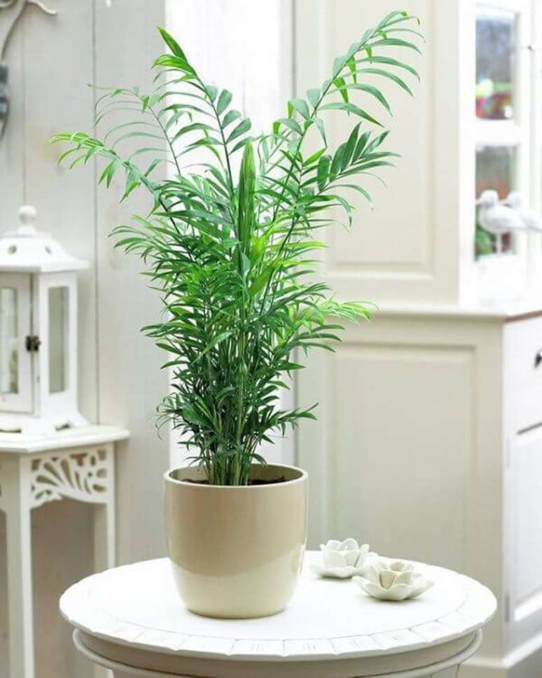 Decoração viva: 8 plantas para ter em casa