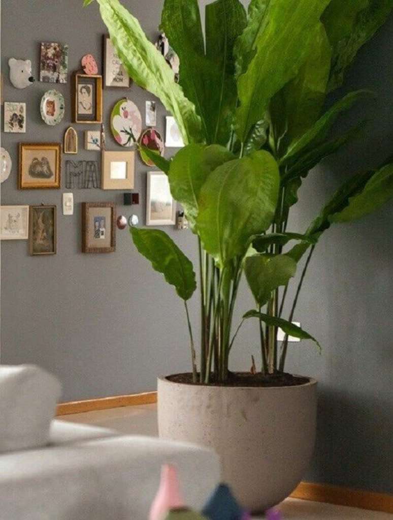23- O ciclanto é uma das plantas para dentro de casa que possuem folhas grandes e aspecto de amassado. Fonte: Pinterest
