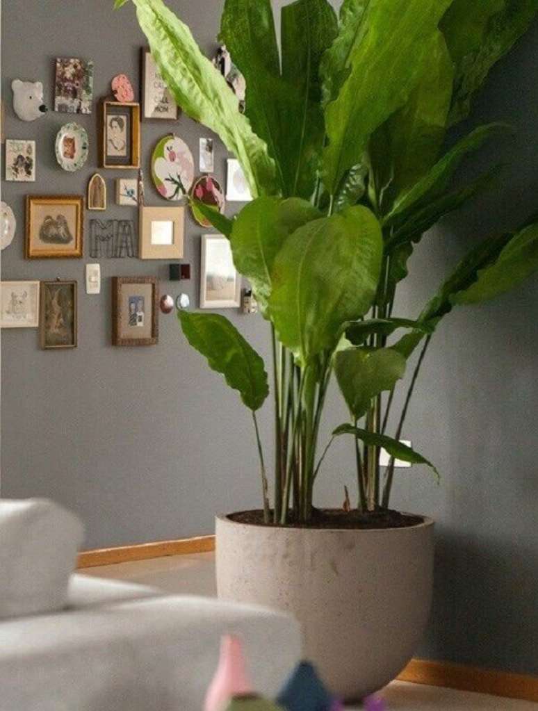 Plantas para Dentro de Casa: +50 Diferentes Espécies Ornamentais