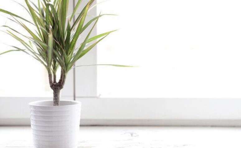 28- A dracena é uma das plantas para dentro de casa mais comuns, pois leva ao ambiente cor e um lindo apelo visual. Fonte: Dicas de Mulher
