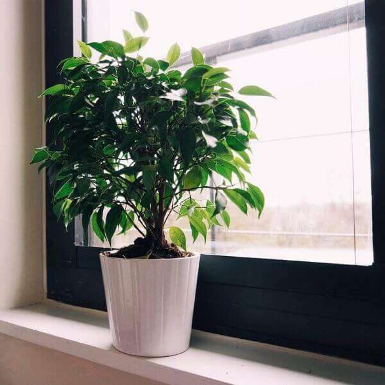 30- O fícus Benjamin é uma das plantas para dentro de casa mais populares na decoração de ambientes internos. Fonte: Carro de mola