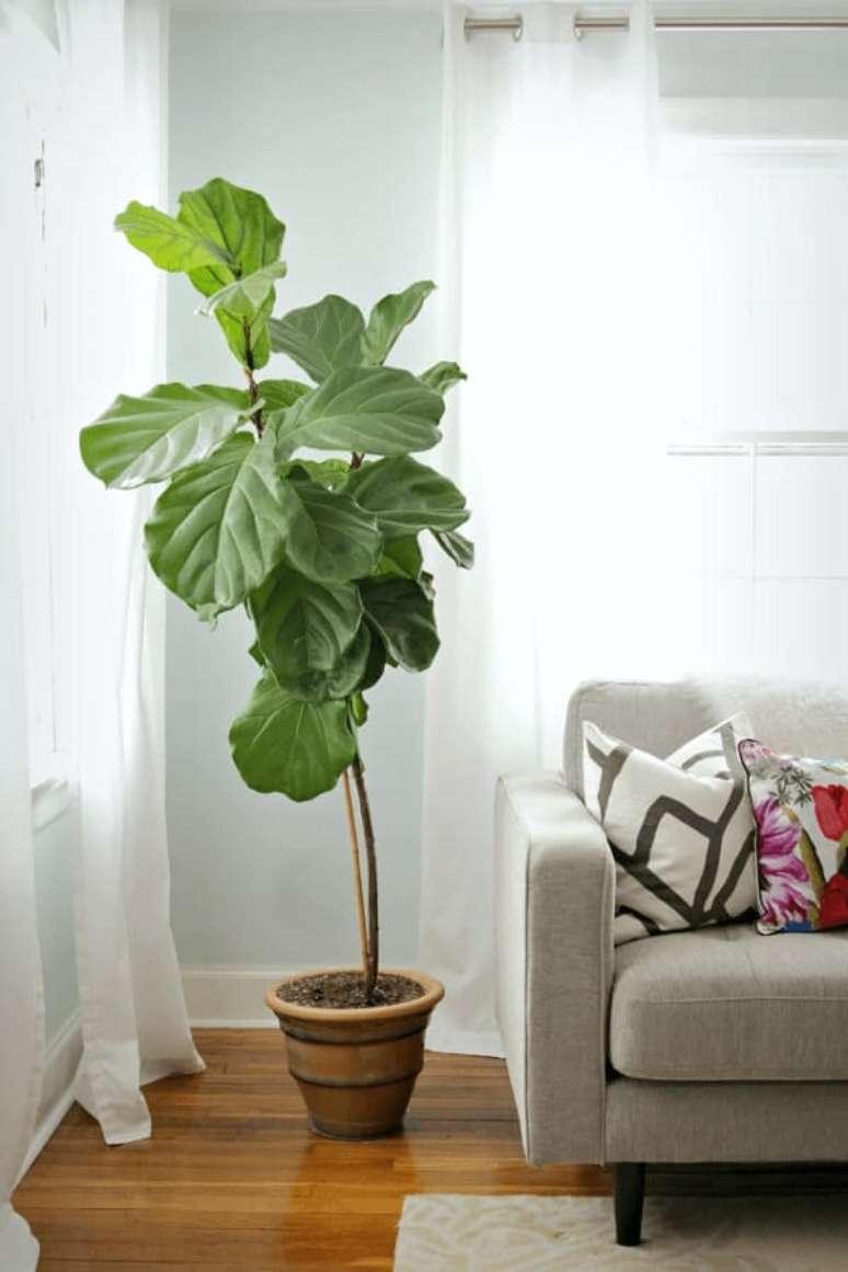3- As plantas para dentro de casa podem preencher os espaços vazios na decoração. Fonte: The Decorfix