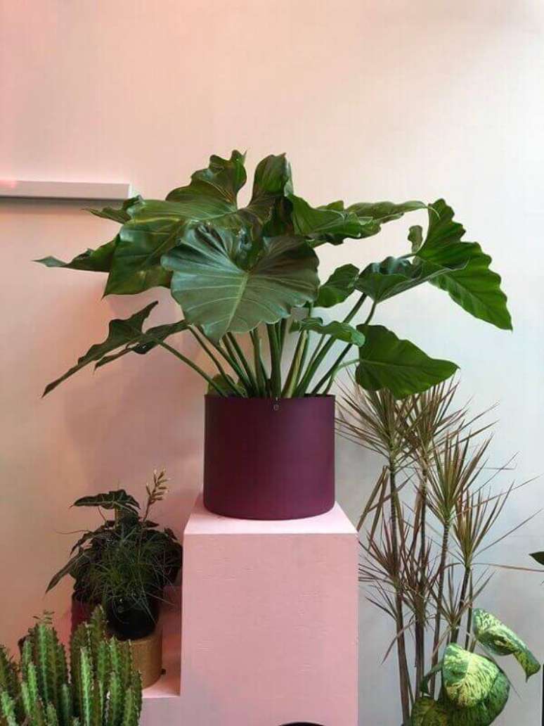 31- O filodendro ondulado é uma das plantas para dentro de casa exuberante e ótima para preencher grandes espaços. Fonte: Casa Vogue